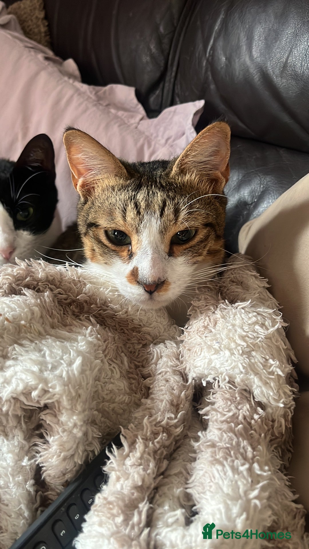 Arabian Mau cats for adoption: Pablo the terrible! - Image 2