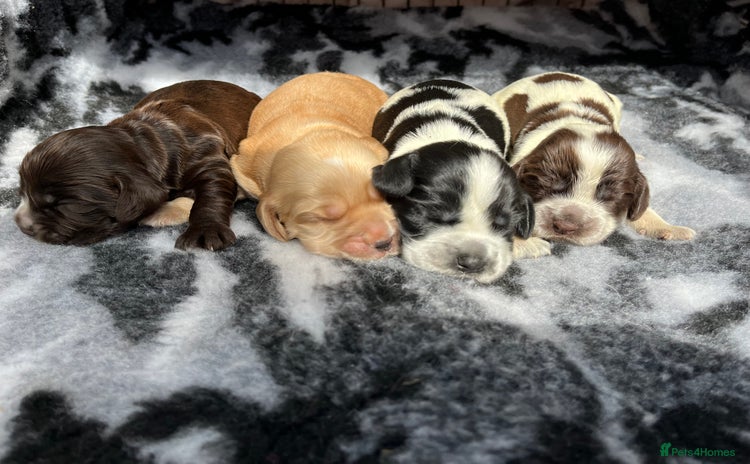 Cocker Spaniel dogs - Advert 10