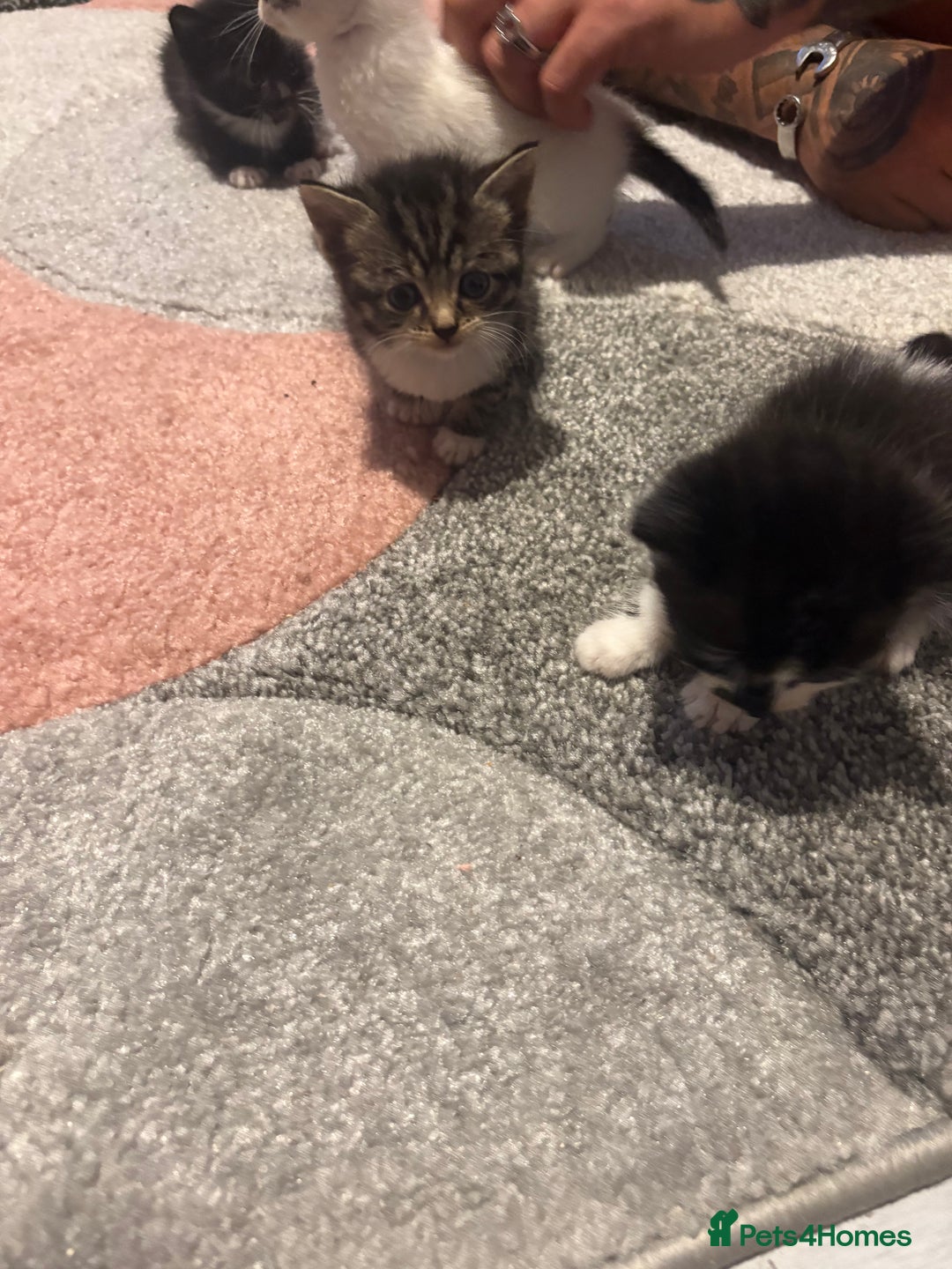Mixed Breed cats for sale: 5 gorgeous kittens for sale  - Image 14