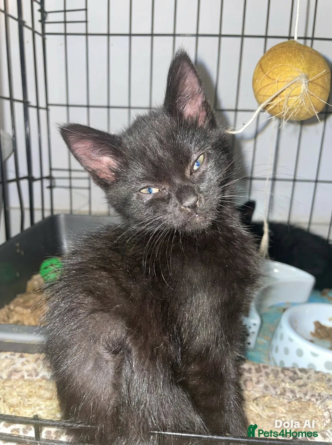 Mixed Breed cats for sale: TURKISH ANGORA X BSH  - Advert 2