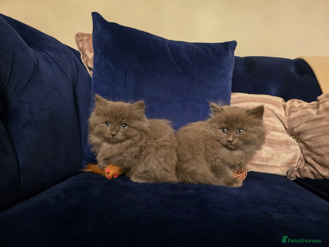 Siberian cats for sale: Beautiful fluffy Siberian kittens - Advert 5