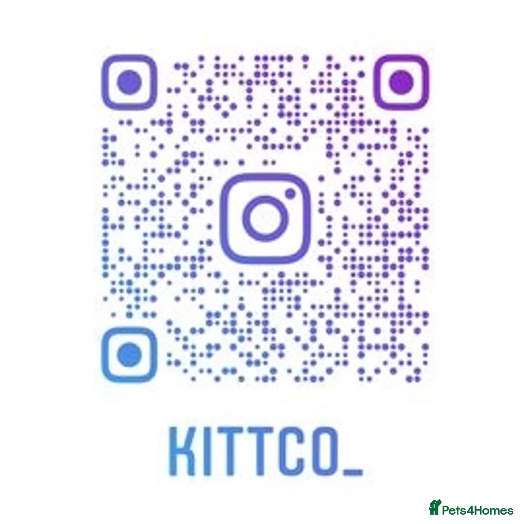 British Shorthair cats for stud: GCCF British Shorthair Blue&Chocolate Champions - Advert 21