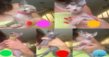 Sphynx cats - Advert 12