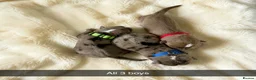 Mixed Breed dogs for sale: French Bull Jack Puppies - Advert 7
