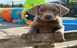 Labrador Retriever dogs for sale: KC Silver, Charcoal & Black Labs for sale - Image 10