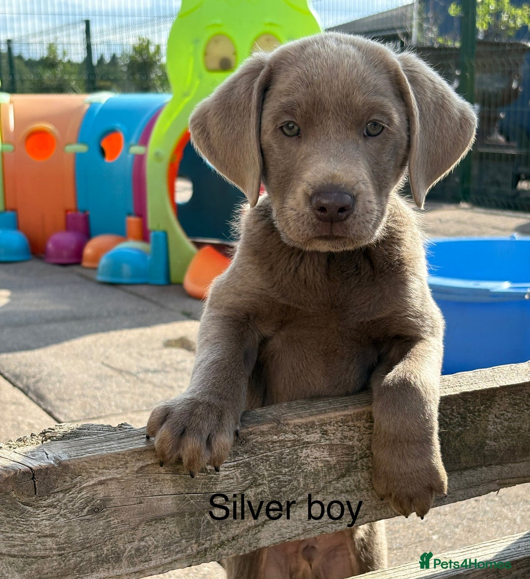 Labrador Retriever dogs for sale: KC Silver, Charcoal & Black Labs for sale - Image 10