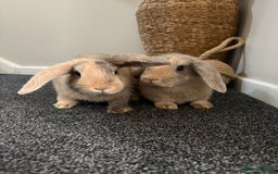Mini Lop rabbits for sale: Minilop Rabbits - Image 1