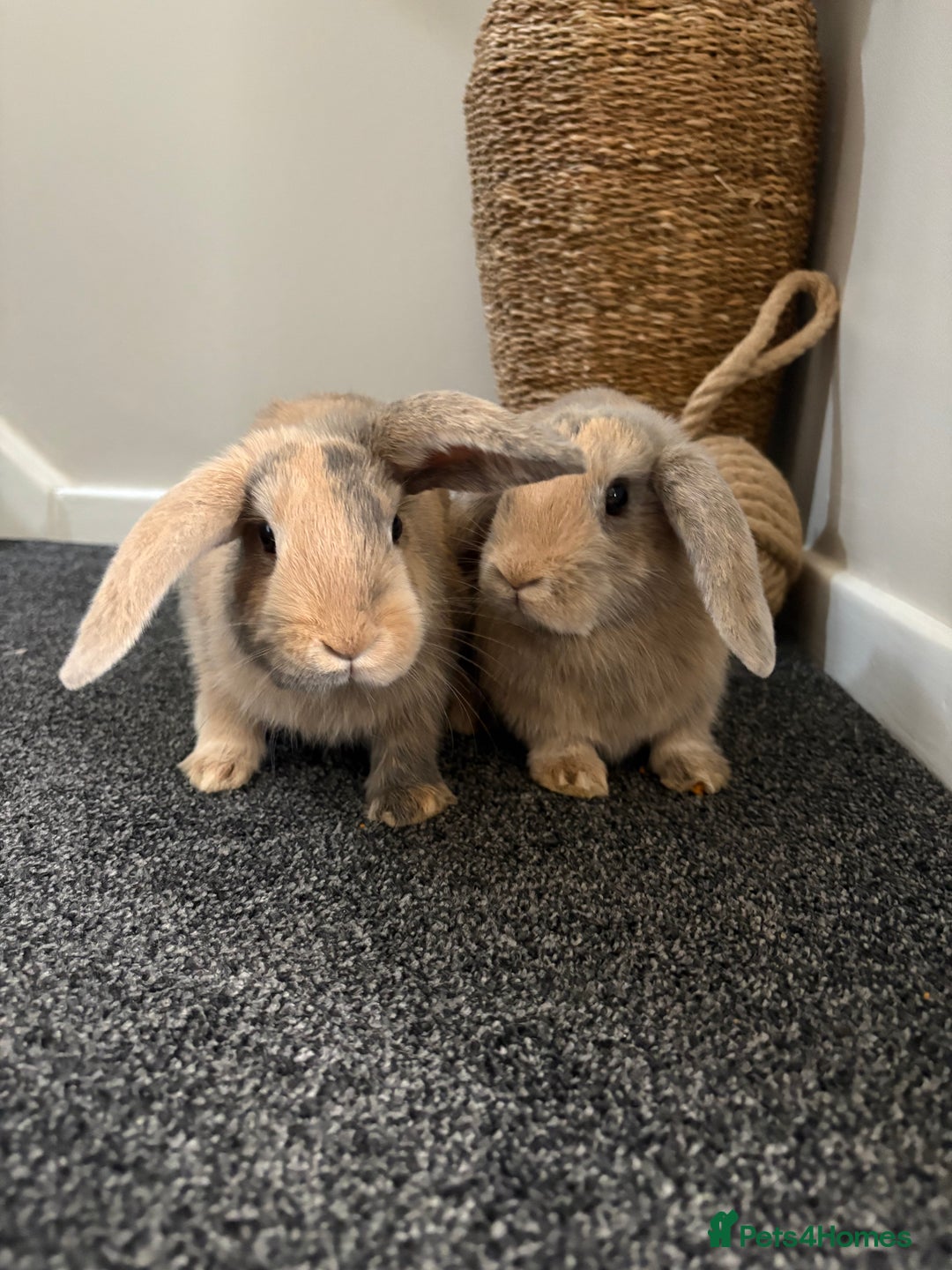 Mini Lop rabbits for sale: Minilop Rabbits - Image 1