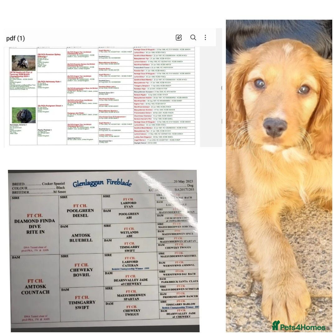 Cocker Spaniel dogs KC REGISTERED, DNA HEALTH TESTED - Advert 15