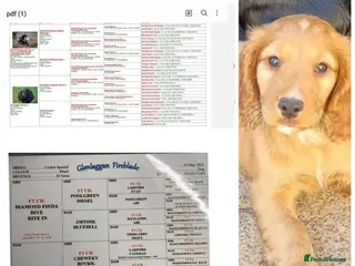 Cocker Spaniel dogs KC REGISTERED, DNA HEALTH TESTED - Advert 15