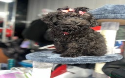 Mixed Breed dogs for sale: Asian toy poodle black boy  - Image 10