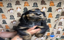 Cocker Spaniel dogs for sale: Chunky show type cocker spaniels  - Image 9
