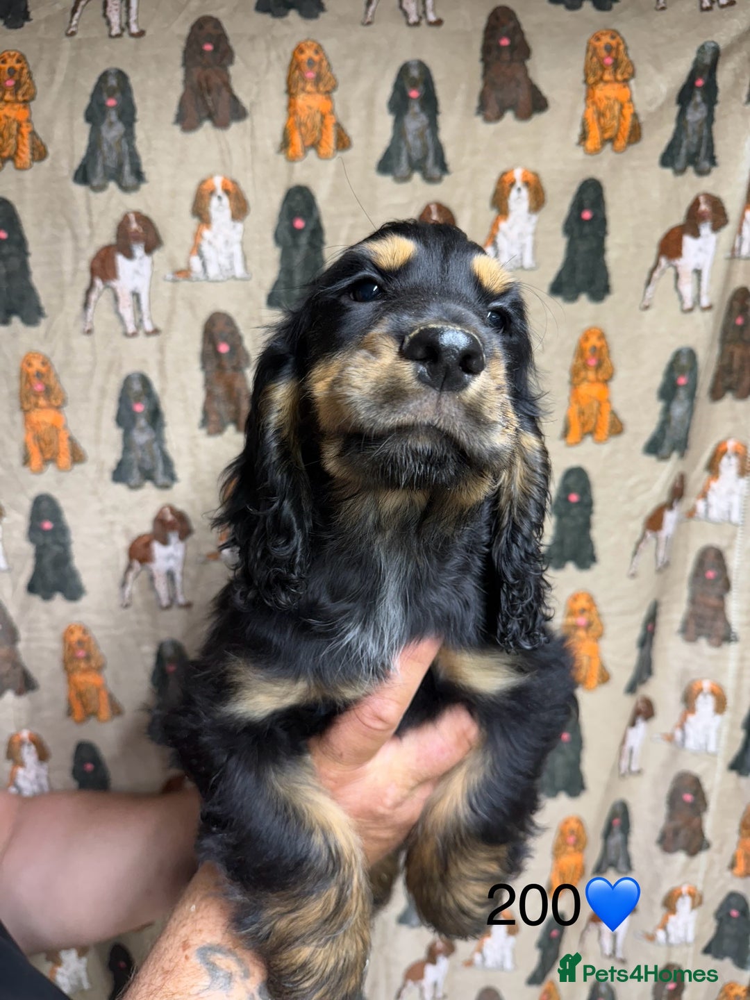 Cocker Spaniel dogs for sale: Chunky show type cocker spaniels  - Image 9
