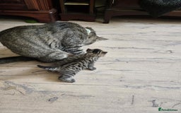 British Shorthair cats for sale: 2 boys cat  - Image 7