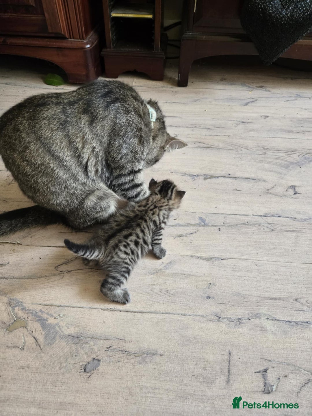 British Shorthair cats for sale: 2 boys cat  - Image 7