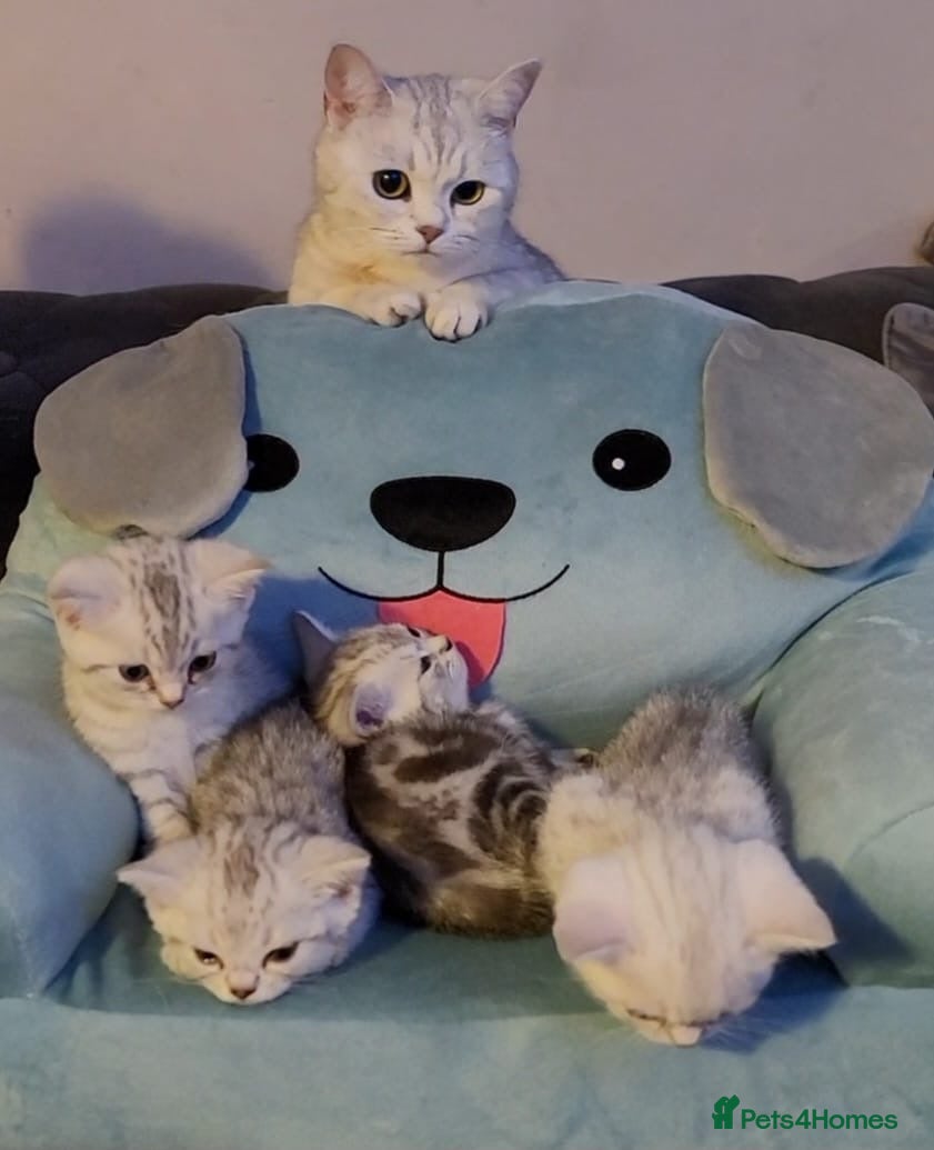British Shorthair cats for sale: Beautiful kittens – 2 Boys & 2 Girls Ready Now  - Advert 9