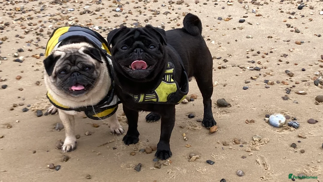 Pug dogs for stud: Health tested black pug stud  in Stevenage - Advert 40