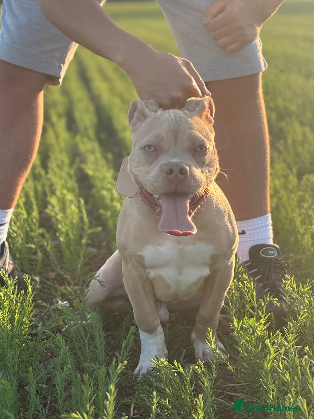 American Bully dogs for sale: Pocket bully - Image 4