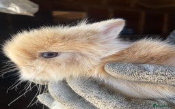 Lionhead rabbits for sale: Beautiful Lion head Baby Bunnies  - Image 6