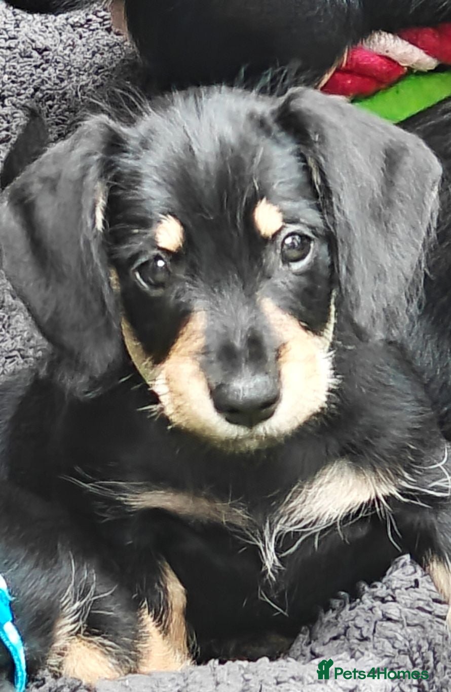 Mixed Breed dogs Daschund X Schnauzer puppies  - Advert 1