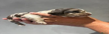 Sproodle 3
