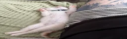 Mixed Breed cats for sale: Twin boys need to go together  - Advert 9