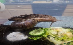 Snails invertebrates for sale: Giant African land snails - Image 1