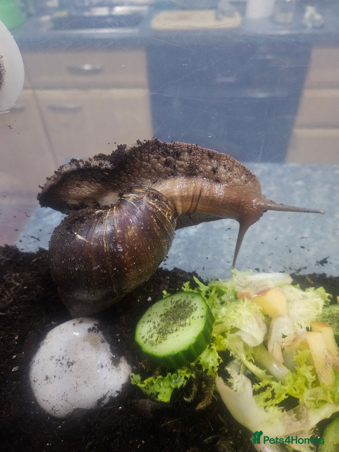 Snails invertebrates for sale: Giant African land snails - Image 1