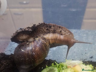 Snails invertebrates - Advert 2