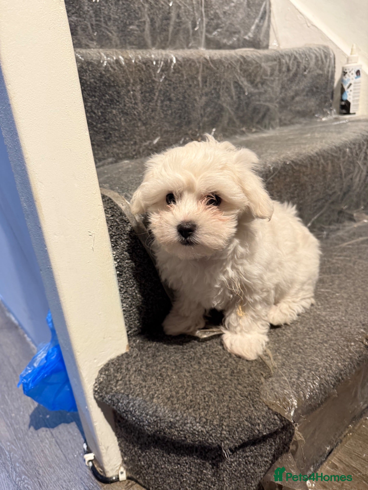 Maltipoo dogs Maltipoo  **  - Advert 2