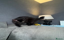 British Longhair cats for sale: Black female cat  - Image 2