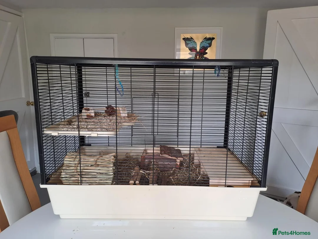 Mouse rodents for sale: Bonded female fancy mice, free to a good home  in Oxford - Advert 6