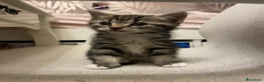 Tabby girl with white tiny slippers