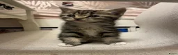 Mixed Breed cats for sale: Beautiful kittens for sale. - Advert 3