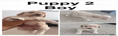 Cockapoo 2