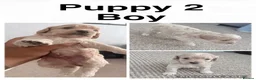 Cockapoo dogs for sale: Adorable Cockapoo Puppies - Advert 3