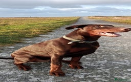 Dobermann dogs for sale: Dobermann puppies - Image 17