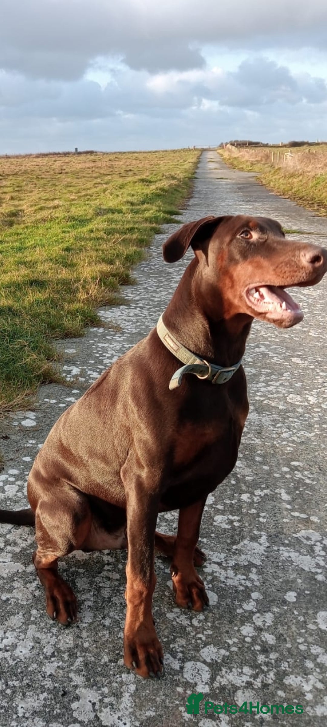 Dobermann dogs for sale: Dobermann puppies - Image 17