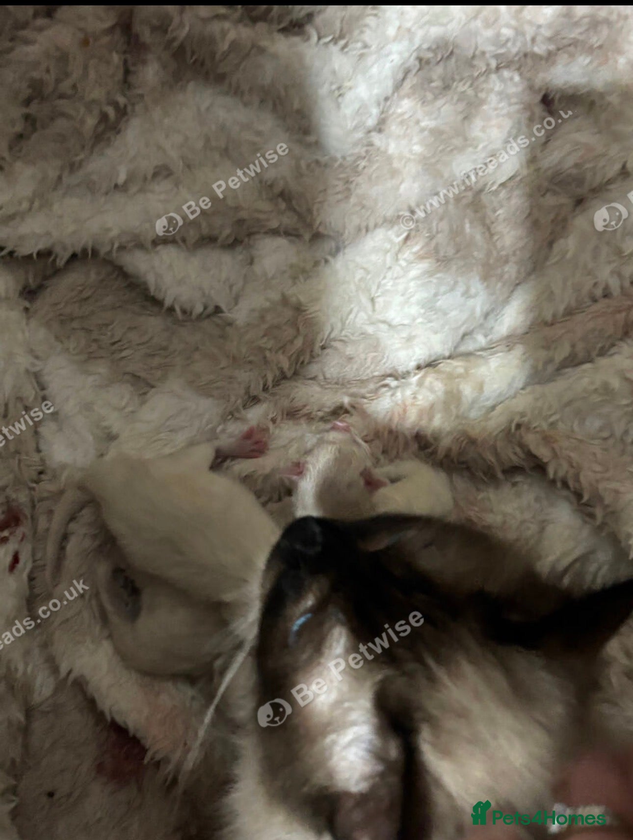Ragdoll cats for sale: Ragdolls  - Advert 2