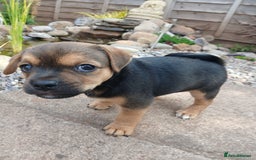Jack Russell dogs for sale: Jack Russell/Pug puppies  - Image 4
