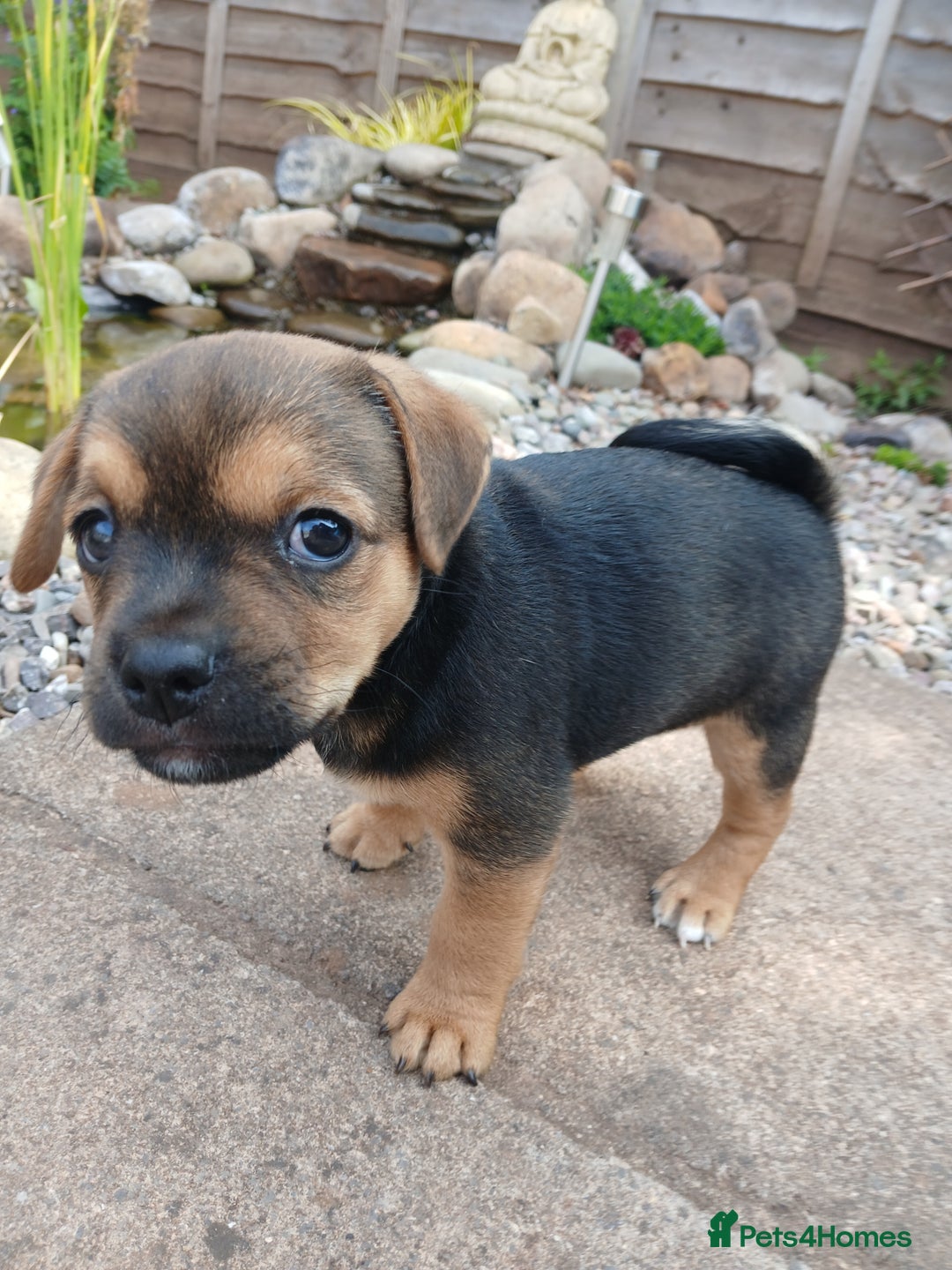 Jack Russell dogs for sale: Jack Russell/Pug puppies  - Image 4