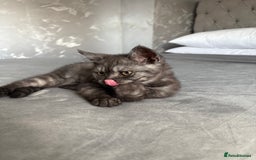 Scottish Fold cats for sale: 5 kittens Ready to find their forever homes  - Image 10