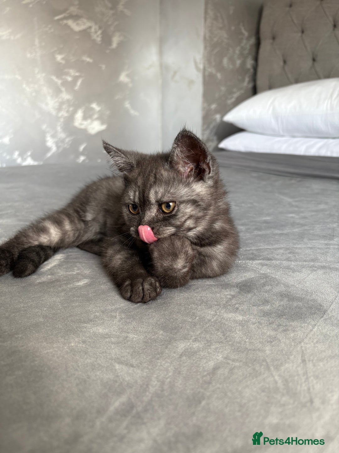 Scottish Fold cats for sale: 5 kittens Ready to find their forever homes  - Image 10
