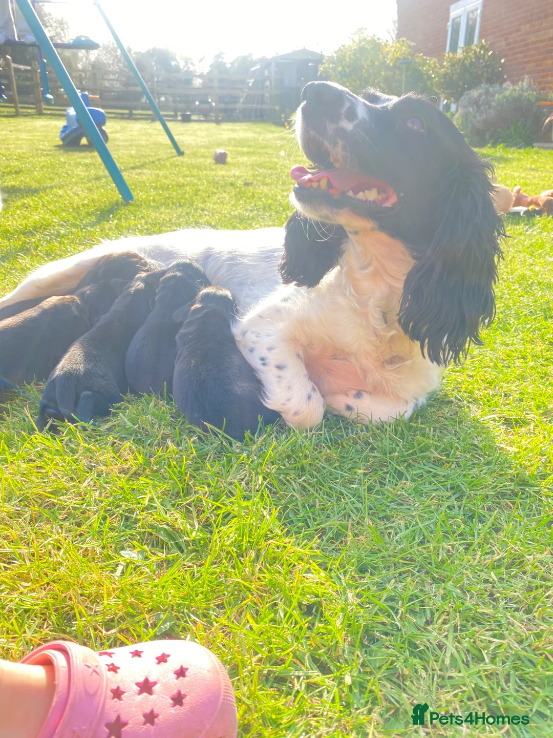 Springador dogs for sale: Stunning F1 Springerdor puppies  - Advert 1