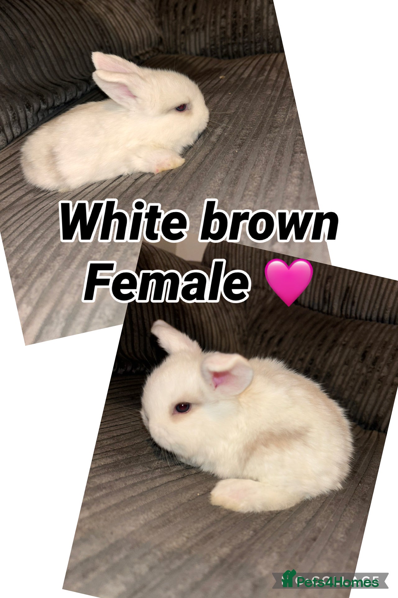 Mini Lop rabbits Mini lop rabbit - Advert 13