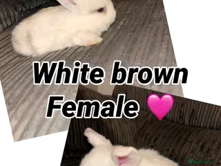 Mini Lop rabbits Mini lop rabbit - Advert 13