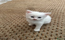 Russian Blue cats for sale: Russian blue and Turkish angora cross - Image 6