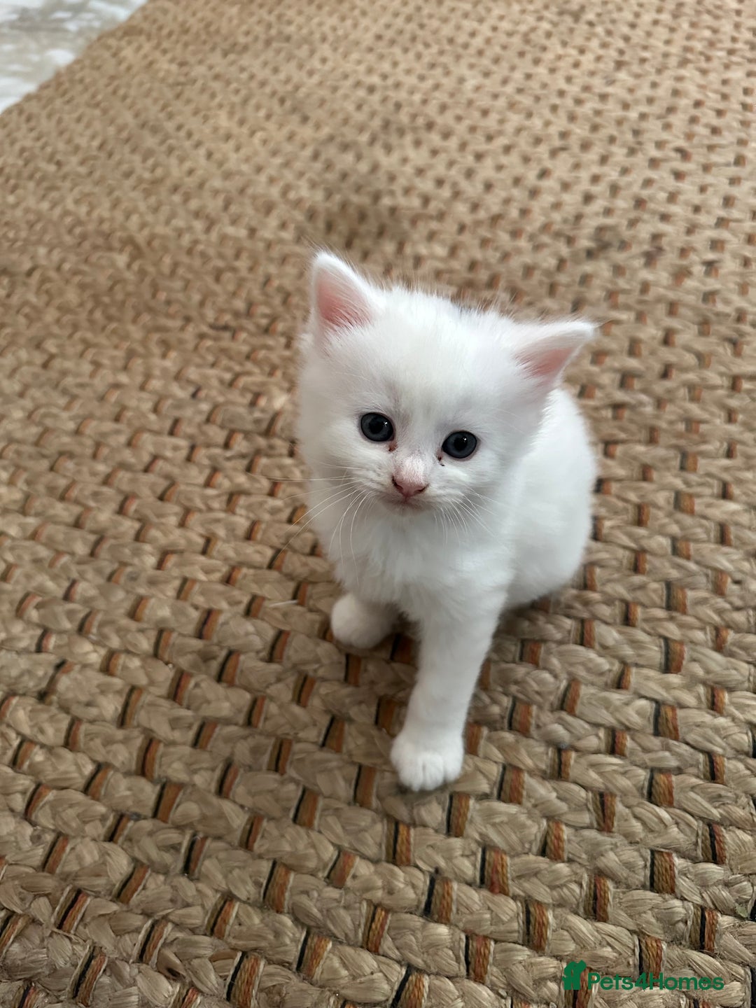 Russian Blue cats for sale: Russian blue and Turkish angora cross - Image 6