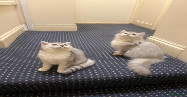 British Shorthair cats - Advert 3