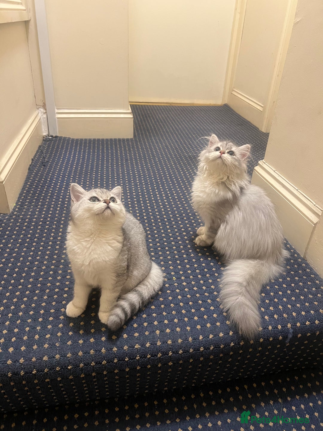 British Shorthair cats for sale: Two beautiful British Shorthair Kittens  - Image 2